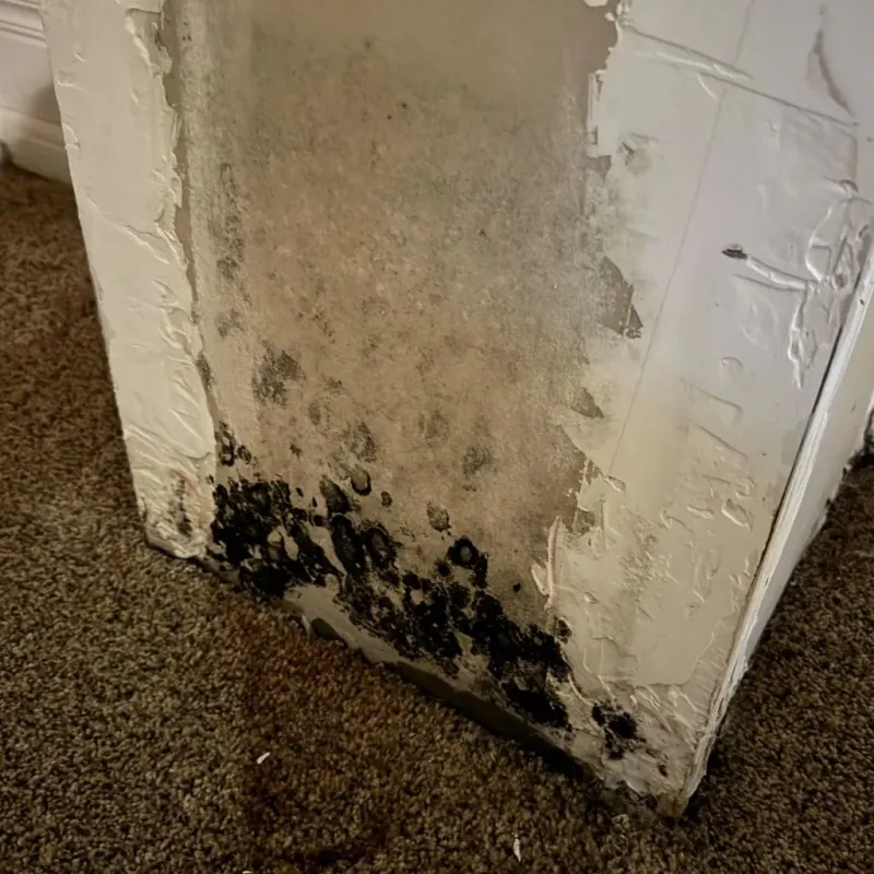 Professional Mold Removal in San Marcos, CA